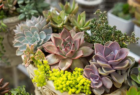 Best Plants to Create Your Own Zen Garden — Infinite Succulent