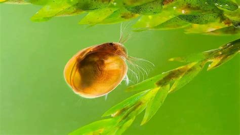 Mastering Seed Shrimp Aquariums: A Comprehensive Guideline – MeekBond