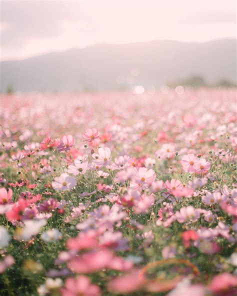 Aesthetic Pink Flower Wallpapers - Top Free Aesthetic Pink Flower ...