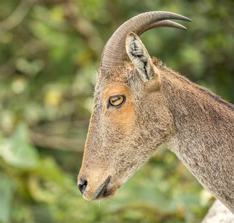 Nilgiri Tahr: Facts, Habitat, and Protection Status | RoundGlass | Sustain