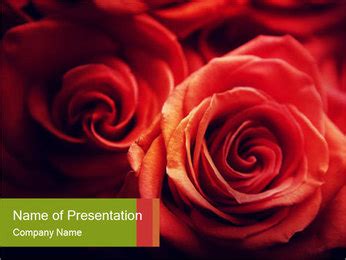 Two red roses powerpoint template PowerPoint Template, Backgrounds ...