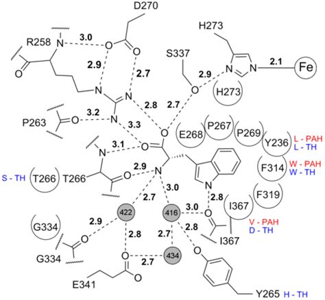 Tryptophan hydroxylase 1 with bound tryptophan - Proteopedia, life in 3D