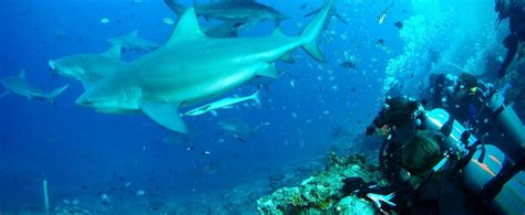 Shark Conservation Volunteering in Fiji | Projects Abroad