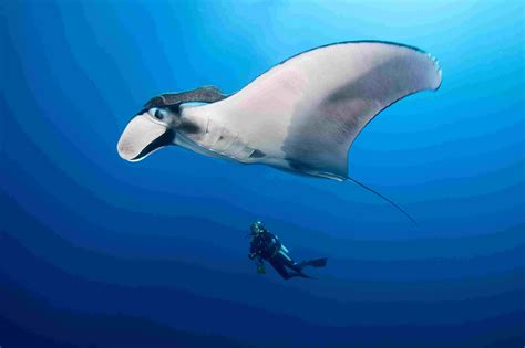 Discover Amazing Manta Ray Facts