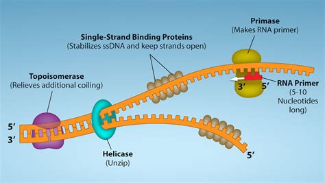 30: DNA, RNA, and DNA Replication - Biology LibreTexts