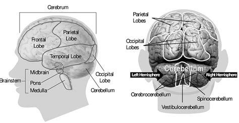 The Parietal Lobe, Traumatic Brain Injury (TBI) and Vision