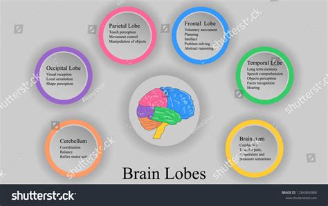 Brain Lobes Vector Illustration Human Brain Stock Vector (Royalty Free ...