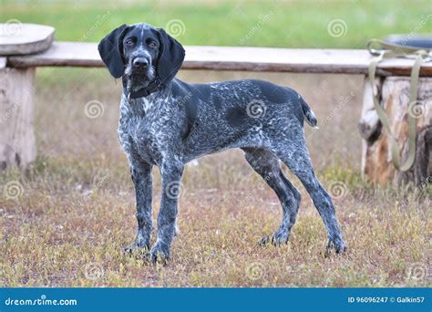 Hunting Dog Breed German Wirehaired Pointer Stock Image - Image of ...