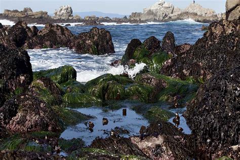 Intertidal Zone Diagram Ecosystems On Emaze