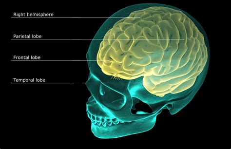 4 Lobes Of The Brain And Their Functions