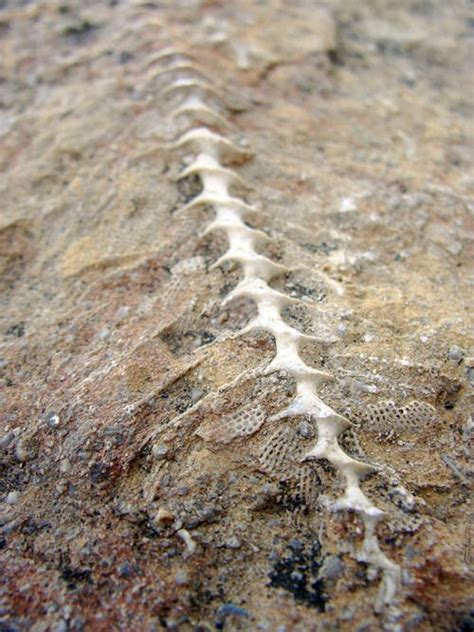 17 Best images about FOSSILS on Pinterest | Natural history, Green ...