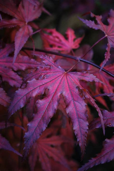 Purple Ghost Japanese Maple | The Tree Center™