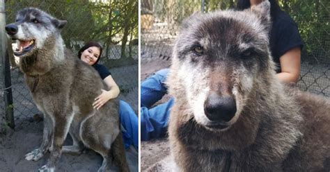 Giant Wolf Dog Named Yuki Is The Real-Life Game Of Thrones Dire Wolf ...