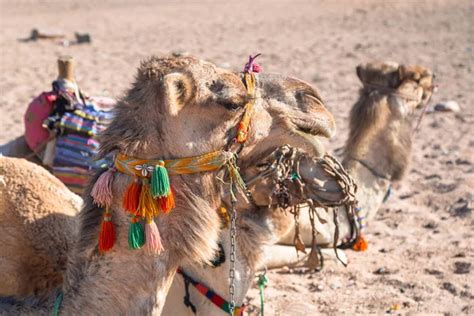 Camels African Desert Egypt — Stock Photo © Patryk_Kosmider #188195918