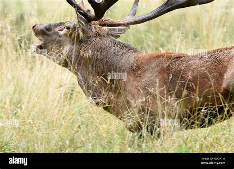 Red deer,rutting season,rut Stock Photo - Alamy