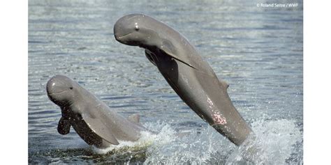 Irrawaddy dolphin - Alchetron, The Free Social Encyclopedia