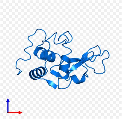 Enzyme Lysozyme Protein Tertiary Structure Bromelain Active Site, PNG ...