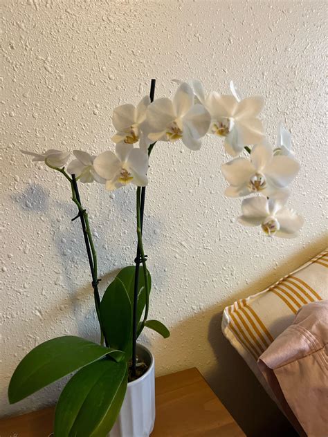 Simple : r/orchids