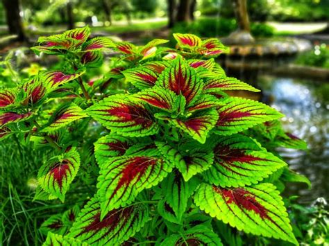 Top 15 Annual Plants That Grow In The Shade