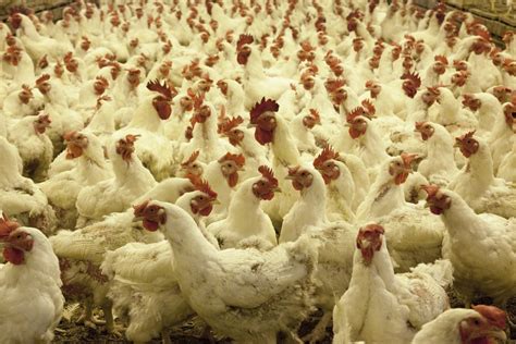 Polluting Perthshire chicken factory plaguing residents with bad smells