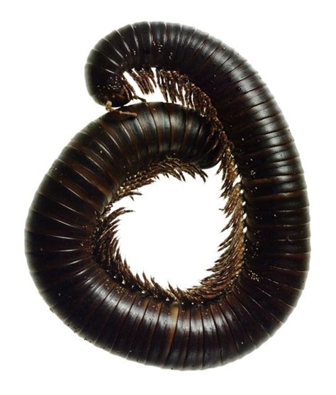 Gestation Period of a Millipede | Animals - mom.me