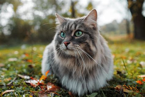 Siberian Cats | Cat Breeds