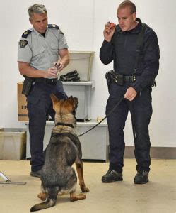 RCMP Dogs Join DEA in Battle Against Fentanyl (Multi-Videos) - American ...