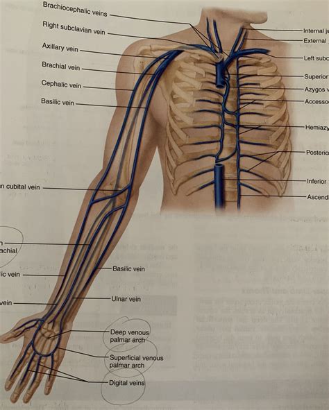 Ear Diagram | Quizlet