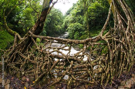 A Living Root Bridge is a type of simple suspension bridge formed of ...