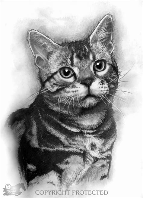 Realistic Pencil Drawings Cats - pencildrawing2019