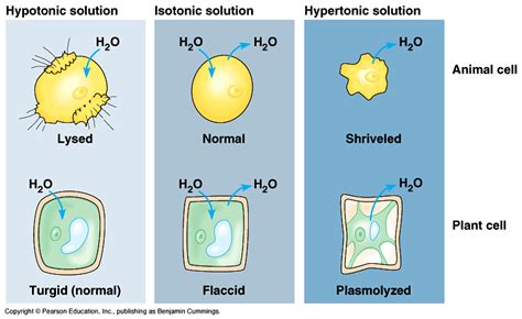 Differences: Hypotonic, Hypertonic, Isotonic | Biology With Vanessa