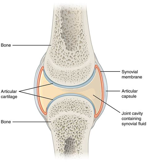 Synovial joint - Wikipedia