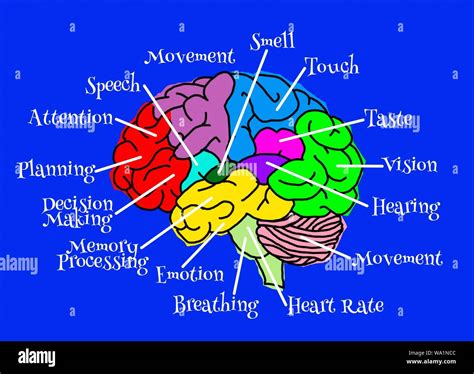 Brain functions hi-res stock photography and images - Alamy