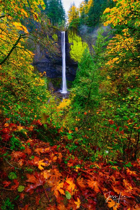 Autumn Falls Vertical | Beautiful Tree Photography | Photos by Jess Lee