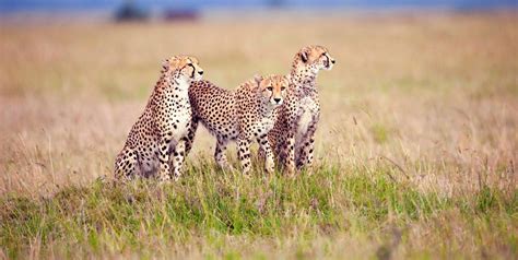 Serengeti National Park Safari Tours | Wildlife experiences in Serengeti