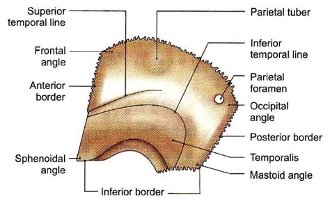 Parietal Bone - Anatomy, Borders, Surfaces | Learn from doctor