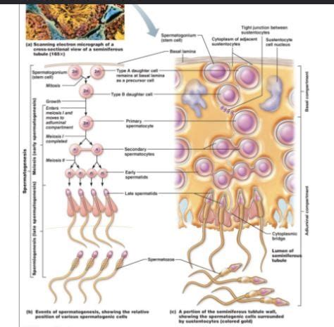 Primary Oocyte Diagram | Quizlet