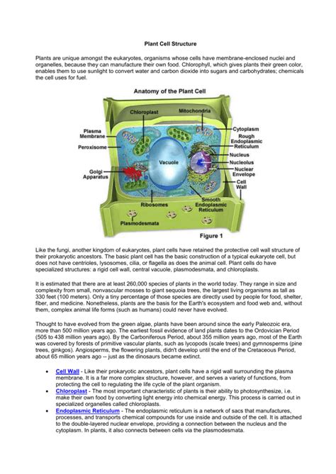 Plant Cell Structure