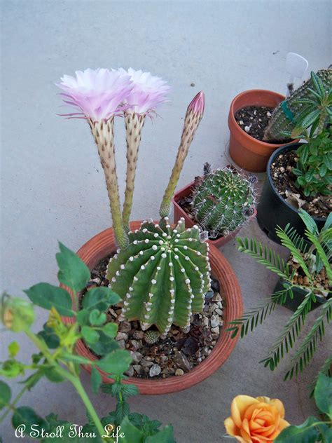 Cactus Flowers - A Stroll Thru Life