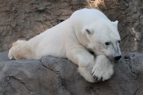 Calico's Whimsy: Denver Zoo Animals!