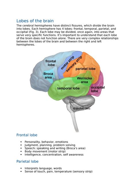 4 Lobes Of The Brain And Their Functions