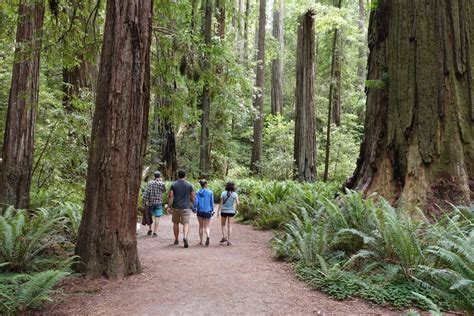 Hike the Parks: Redwood National and State Parks - Northern California ...