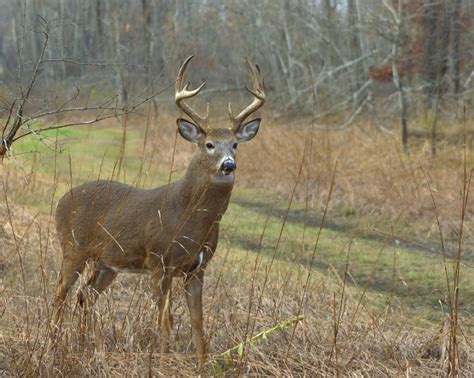 deer-hunting-tipsx : Nodak Outdoors