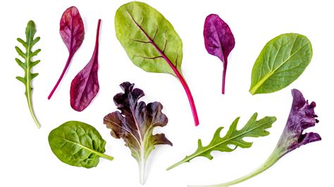 17 Types Of Lettuce And What They Are Used For, 58% OFF