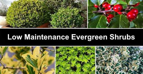 21 Low Maintenance Evergreen Shrubs (With Pictures) - Identification Guide