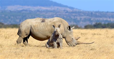 Rhino on savannah in Africa • Kishugu Aviation