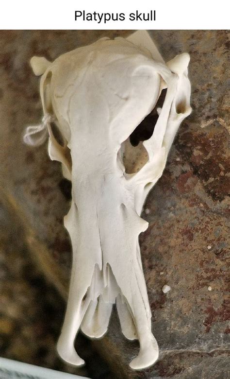 Platypus skull - iFunny