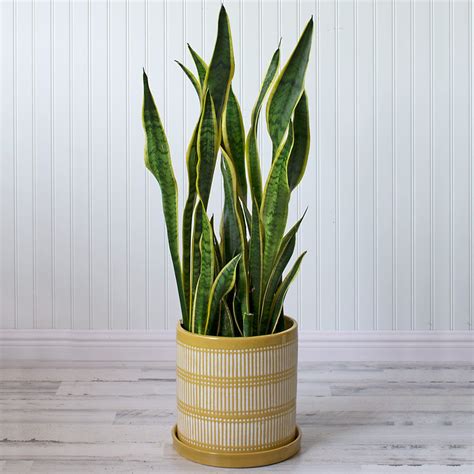 Snake Plant | Going Evergreen