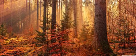 Autumn Forest Path Wallpapers - Top Free Autumn Forest Path Backgrounds ...