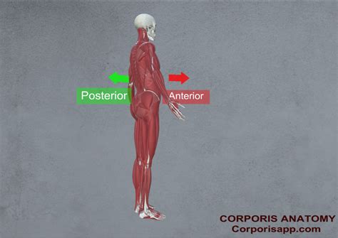 Orientation in Anatomy - Corporis